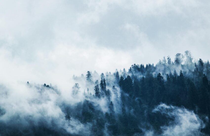 green pine trees covered with fogs under white sky during daytime